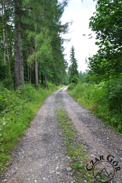 Droga wiodąca lasem