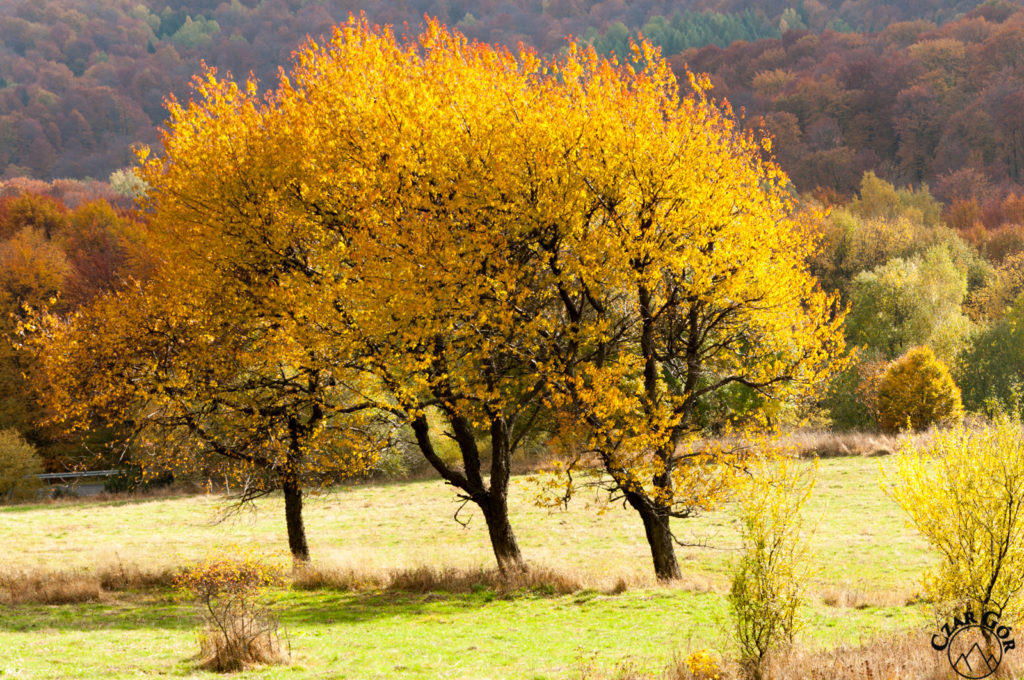 Kolorowo, jesiennie w Bieszczadach